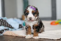 Daisy, a female Miniature Bernedoodle for sale in Sugarcreek, OH – 7 of 10