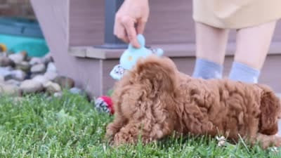 Felecia, a female Cavapoo for sale in Sugarcreek, OH – 8 of 8