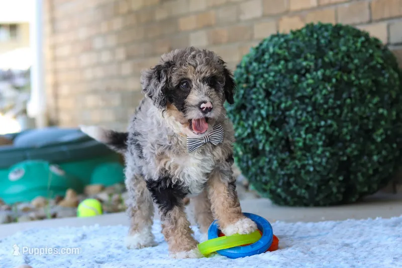 Gabe – Miniature Bernedoodle puppy for sale in Sugarcreek, OH