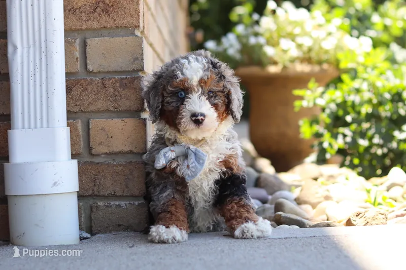Gunner – Miniature Bernedoodle puppy for sale in Sugarcreek, OH