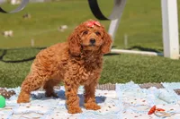 Treva, a female Miniature Labradoodle for sale in Sugarcreek, OH – 2 of 5