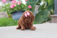 Kira, a female Miniature Labradoodle for sale in Sugarcreek, OH – 3 of 5