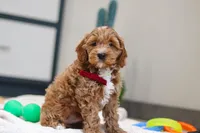 Neo, a male Miniature Goldendoodle for sale in Sugarcreek, OH – Photo 3 of 4