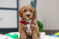 Neo, a male Miniature Goldendoodle for sale in Sugarcreek, OH – Photo 2 of 4