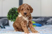 Neo, a male Miniature Goldendoodle for sale in Sugarcreek, OH – Photo 2 of 4