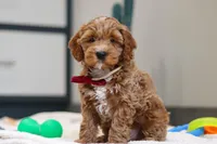 Neo, a male Miniature Goldendoodle for sale in Sugarcreek, OH – Photo 1 of 4