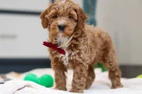 Neo, a male Miniature Goldendoodle for sale in Sugarcreek, OH – Photo 4 of 4