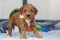 Neo, a male Miniature Goldendoodle for sale in Sugarcreek, OH – Photo 3 of 4