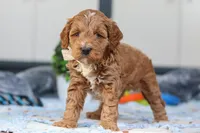 Neo, a male Miniature Goldendoodle for sale in Sugarcreek, OH – Photo 4 of 4