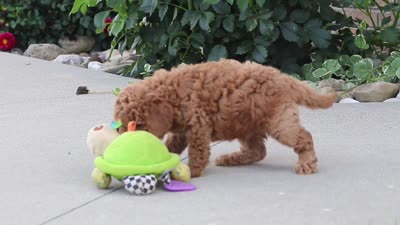 Kirby, a male Miniature Labradoodle for sale in Sugarcreek, OH – 6 of 6