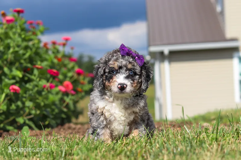 Grace – Miniature Bernedoodle puppy for sale in Sugarcreek, OH
