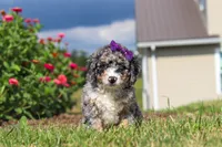 Grace, a female Miniature Bernedoodle for sale in Sugarcreek, OH – 1 of 5