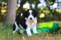 Ice, a male Miniature Bernedoodle for sale in Sugarcreek, OH – 5 of 7