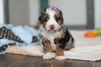 Daisy, a female Miniature Bernedoodle for sale in Sugarcreek, OH – 2 of 10
