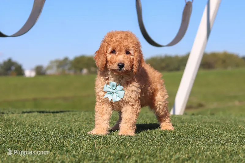 Kobe – Miniature Labradoodle puppy for sale in Sugarcreek, OH