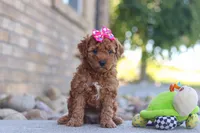 Eve, a female Miniature Goldendoodle for sale in Sugarcreek, OH – 2 of 6