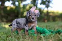 Inez, a female Miniature Bernedoodle for sale in Sugarcreek, OH – 3 of 6
