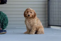 Jasper, a male Miniature Labradoodle for sale in Sugarcreek, OH – 4 of 5