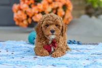 Finn, a male Cavapoo for sale in Sugarcreek, OH – 6 of 7