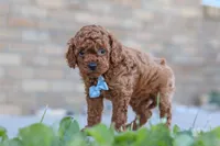 Teo, a male Cavapoo for sale in Sugarcreek, OH – 4 of 5