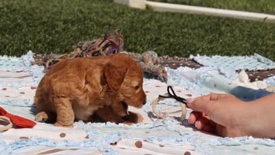 Chase, a male Goldendoodle for sale in Sugarcreek, OH – 6 of 6