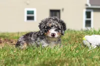 Grace, a female Miniature Bernedoodle for sale in Sugarcreek, OH – 4 of 5