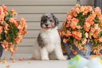 Dannie, a male Miniature Bernedoodle for sale in Sugarcreek, OH – 2 of 10