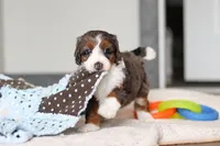 Danica, a female Miniature Bernedoodle for sale in Sugarcreek, OH – 5 of 8