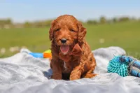 Calvin, a male Goldendoodle for sale in Sugarcreek, OH – 2 of 6