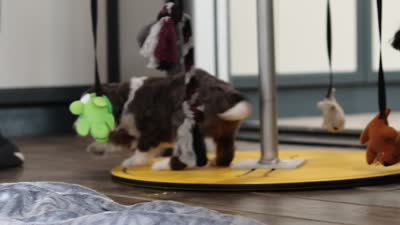 Danica, a female Miniature Bernedoodle for sale in Sugarcreek, OH – 8 of 8
