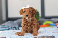 Norma, a female Miniature Goldendoodle for sale in Sugarcreek, OH – Photo 3 of 5