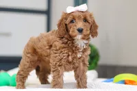 Norma, a female Miniature Goldendoodle for sale in Sugarcreek, OH – Photo 4 of 4