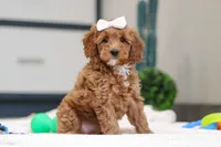 Norma, a female Miniature Goldendoodle for sale in Sugarcreek, OH – Photo 3 of 4