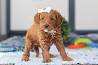 Norma, a female Miniature Goldendoodle for sale in Sugarcreek, OH – Photo 4 of 5