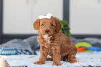 Norma, a female Miniature Goldendoodle for sale in Sugarcreek, OH – Photo 1 of 5
