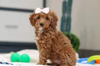 Norma, a female Miniature Goldendoodle for sale in Sugarcreek, OH – Photo 1 of 4