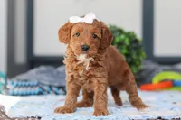 Norma, a female Miniature Goldendoodle for sale in Sugarcreek, OH – Photo 5 of 5