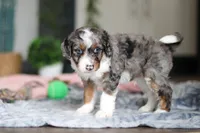 Dylan, a male Miniature Bernedoodle for sale in Sugarcreek, OH – 7 of 9