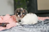Dannie, a male Miniature Bernedoodle for sale in Sugarcreek, OH – 4 of 7