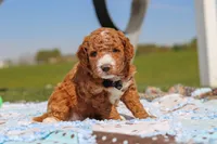 Cade, a male Goldendoodle for sale in Sugarcreek, OH – 3 of 6