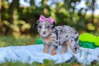 Ivy, a female Miniature Bernedoodle for sale in Sugarcreek, OH – 6 of 7