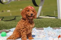 Treva, a female Miniature Labradoodle for sale in Sugarcreek, OH – 4 of 5