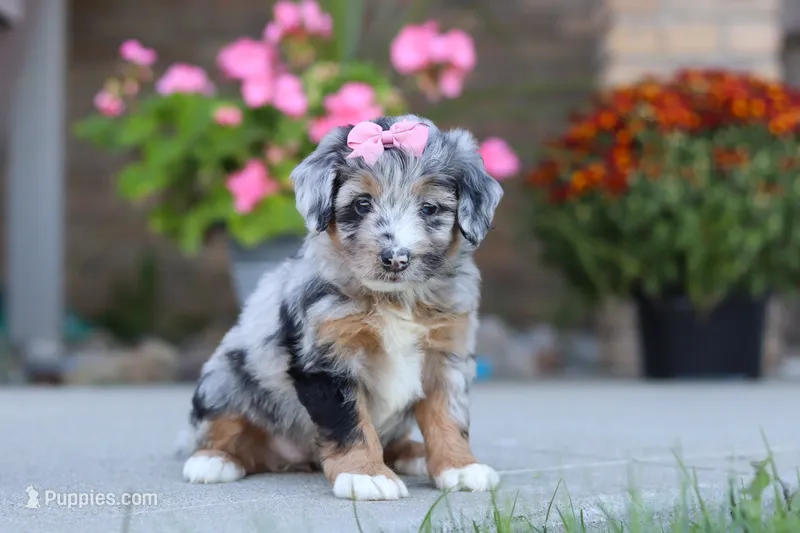 Miley – Miniature Bernedoodle puppy for sale in Sugarcreek, OH