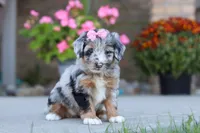 Miley, a female Miniature Bernedoodle for sale in Sugarcreek, OH – 1 of 5