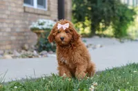Felecia, a female Cavapoo for sale in Sugarcreek, OH – 4 of 5