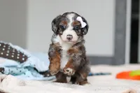 Darla , a female Miniature Bernedoodle for sale in Sugarcreek, OH – 1 of 9