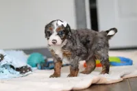 Darla , a female Miniature Bernedoodle for sale in Sugarcreek, OH – 2 of 9