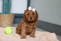 Lena, a female Cavapoo for sale in Sugarcreek, OH – 3 of 7
