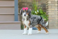 Honey, a female Miniature Bernedoodle for sale in Sugarcreek, OH – 4 of 8