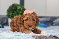 Nellie, a female Miniature Goldendoodle for sale in Sugarcreek, OH – Photo 2 of 4